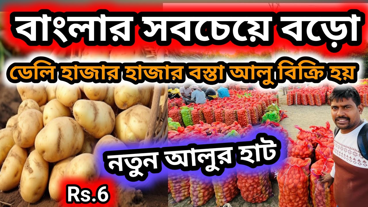পশ্চিমবঙ্গের সবচেয়ে বড়ো নতুন  আলুর হাট || West Bengal biggest potato market #potato