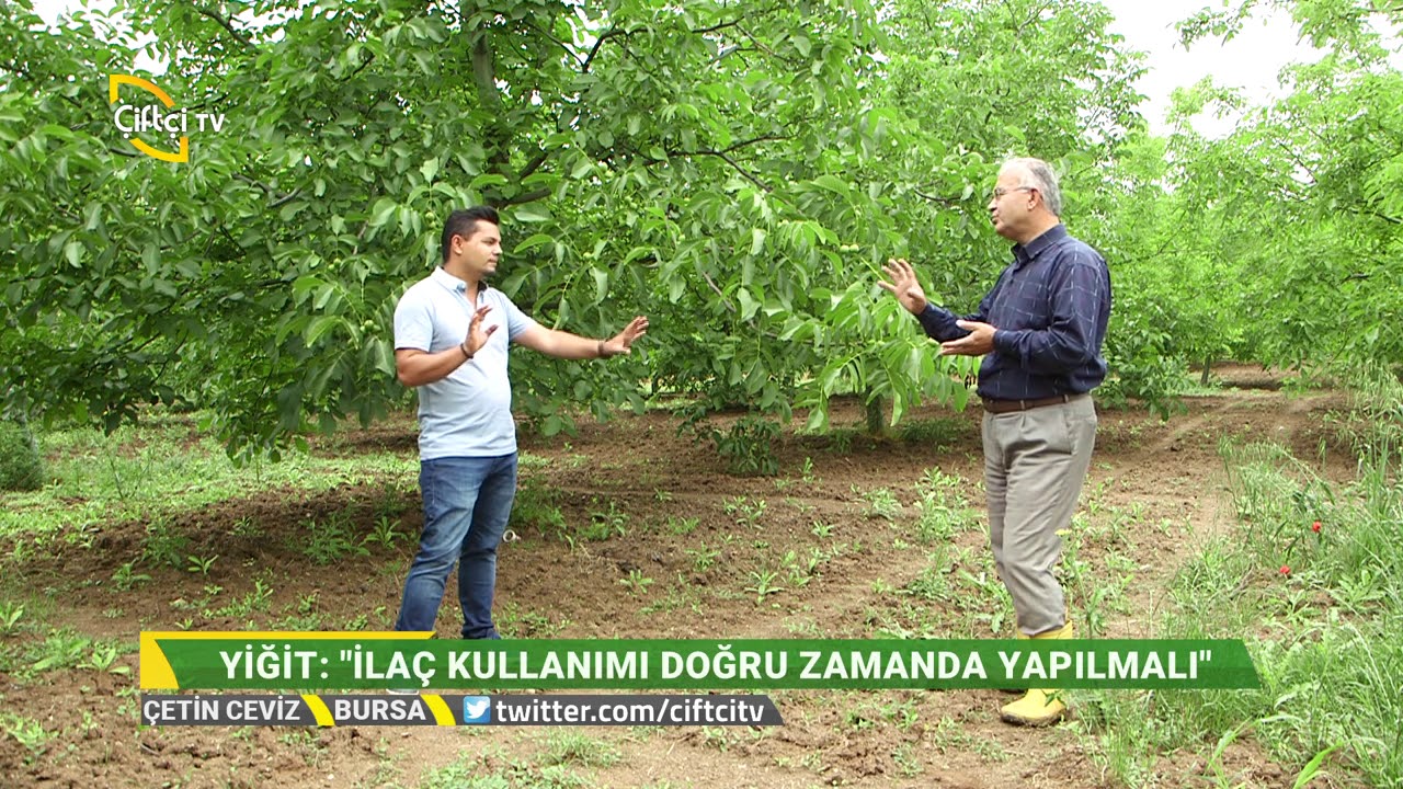 Cevizde Yaz Bakımı Uygulamaları - Çetin Ceviz / Çiftçi TV