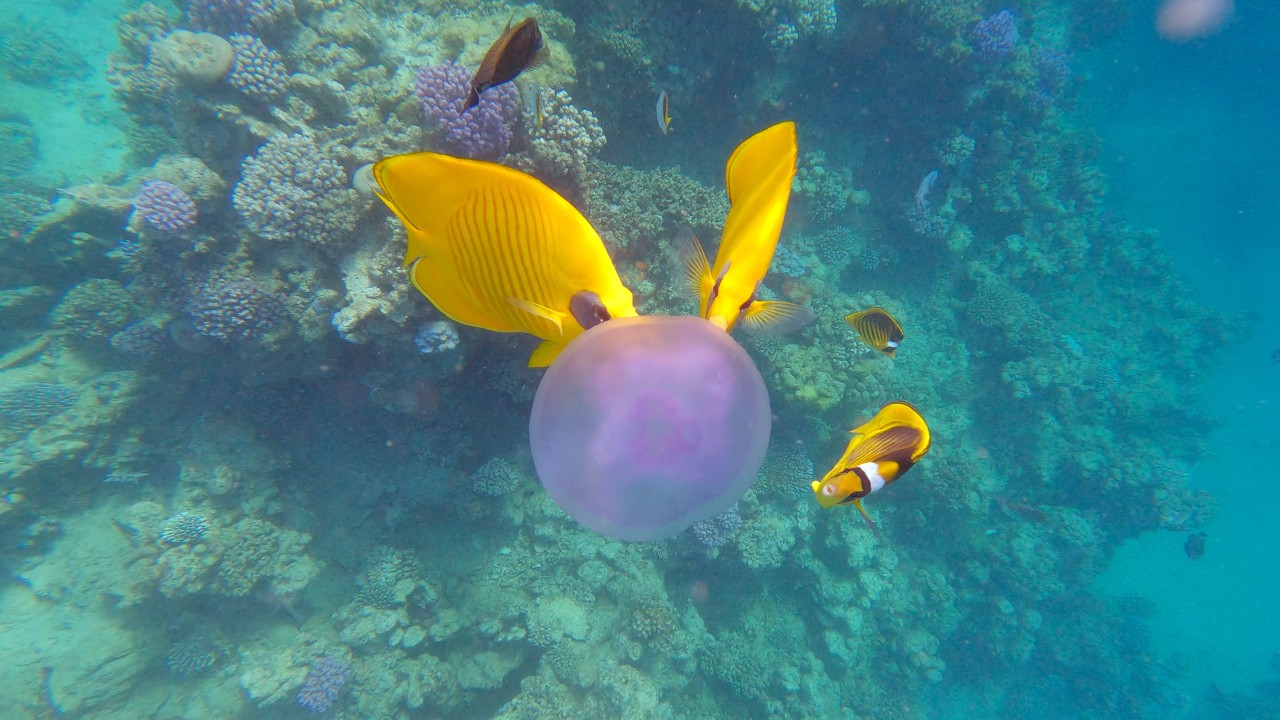 Snorkeling at Coraya Bay