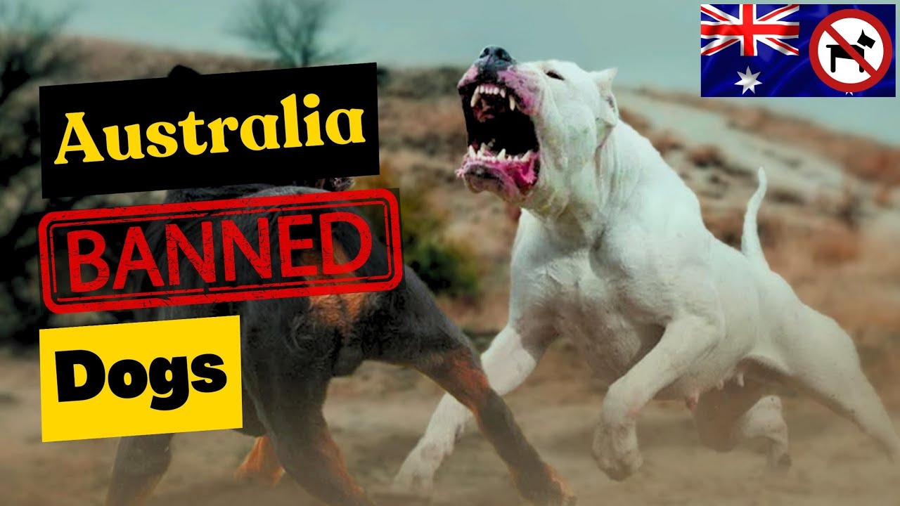 Dog breeds banned in Australia 2023