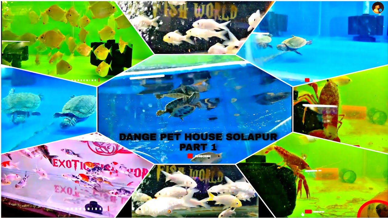 DANGE PET HOUSE SOLAPUR PART 1 OF 3 | EXOTIC FISHES ANIMALS BIRDS