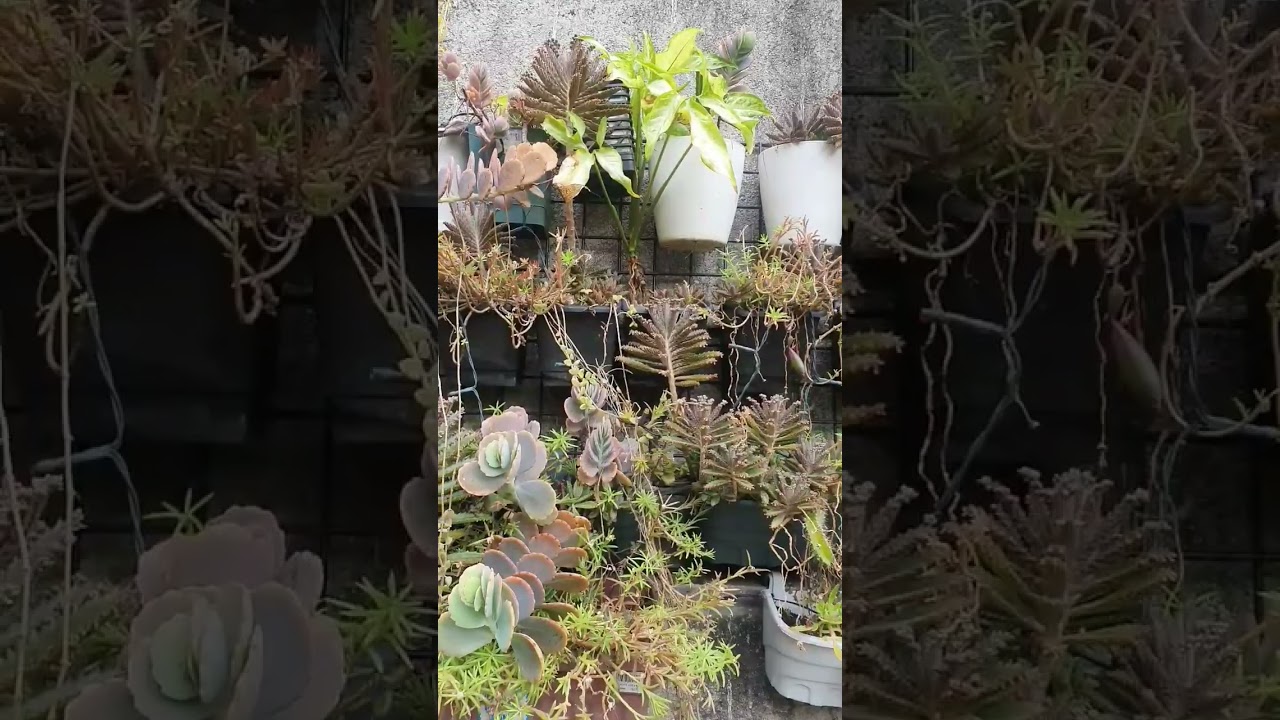 PLANT TOUR 2023 FULL SUN STRESSED PART 9 #SHORTS
