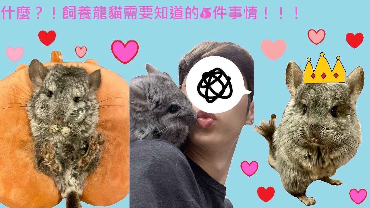 【皓奇寵物】☕輕鬆小品☕ 飼養龍貓需要知道的5件事情!!!