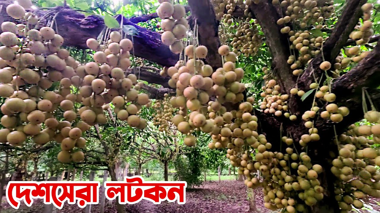 দেশসেরা নরসিংদীর লটকন || Panorama Documentary