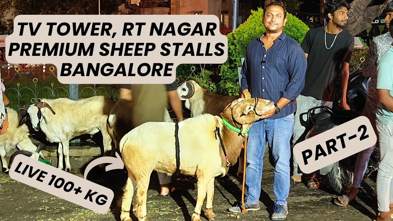 TV Tower Bakrid sheep stalls, Bangalore 2025 | 100 kg Sheep | Bakrid vlogs | Mrzee vlogs