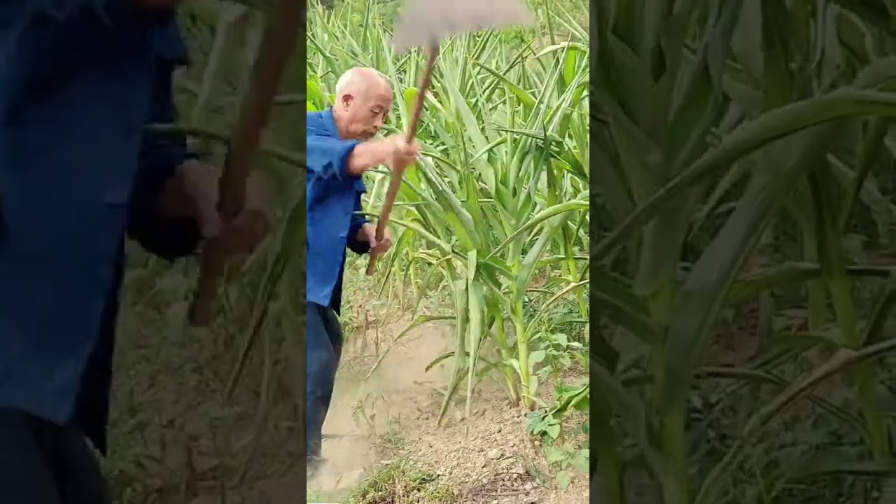 Henan has been suffering from a long-term drought, and all the corn has dried up and can only be cut