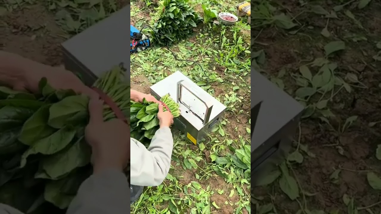 Modern Technology of Food Processing 😱 Spinach Bundle Binding and Packing 👍🏻 Binding Machine 🥰