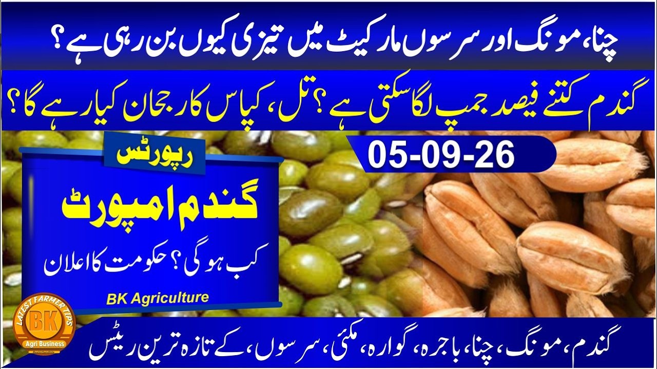 today Wheat import 2026 | Guar price today in punjab | till rate | sarso price today | Wheat rate