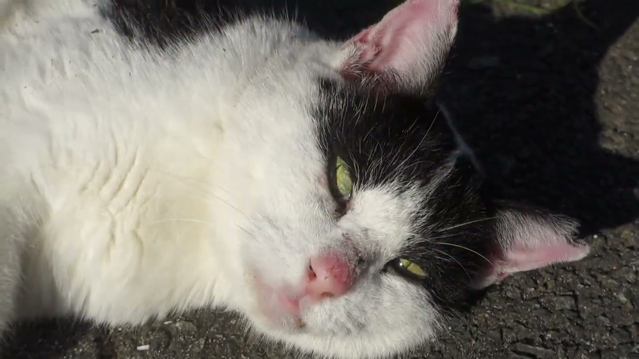 【Cat Video】 meowmeow Happy  #cat  #cats  #cute