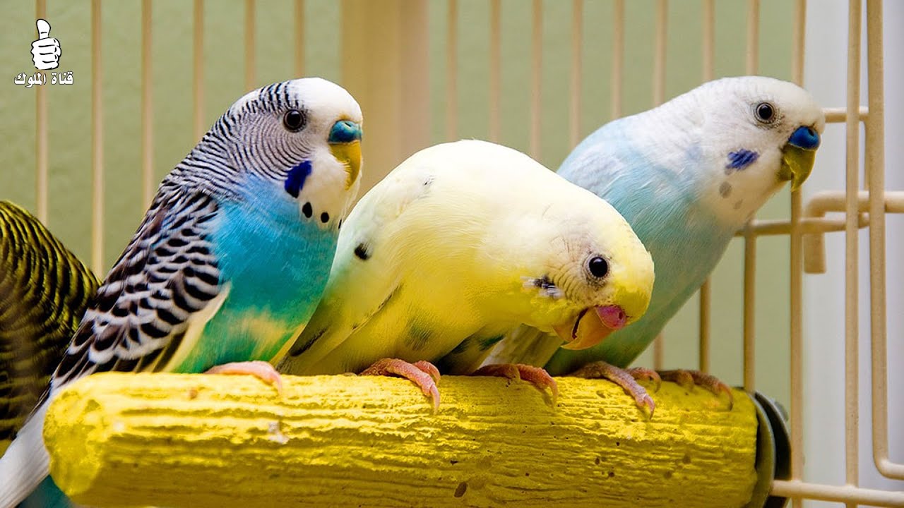 صوت تحفيز البادجي على النشاط و التغريد و اللعب والحركة