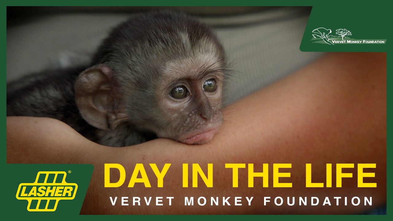Day In The Life Episode 16 - Vervet Monkey Foundation