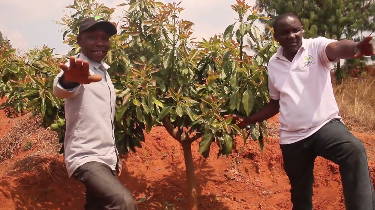 NAMNA YA KUDUMIA  MICHE YA PARACHICHI ILIYO PANDWA KWENYE ARDHI YENYE UKAME