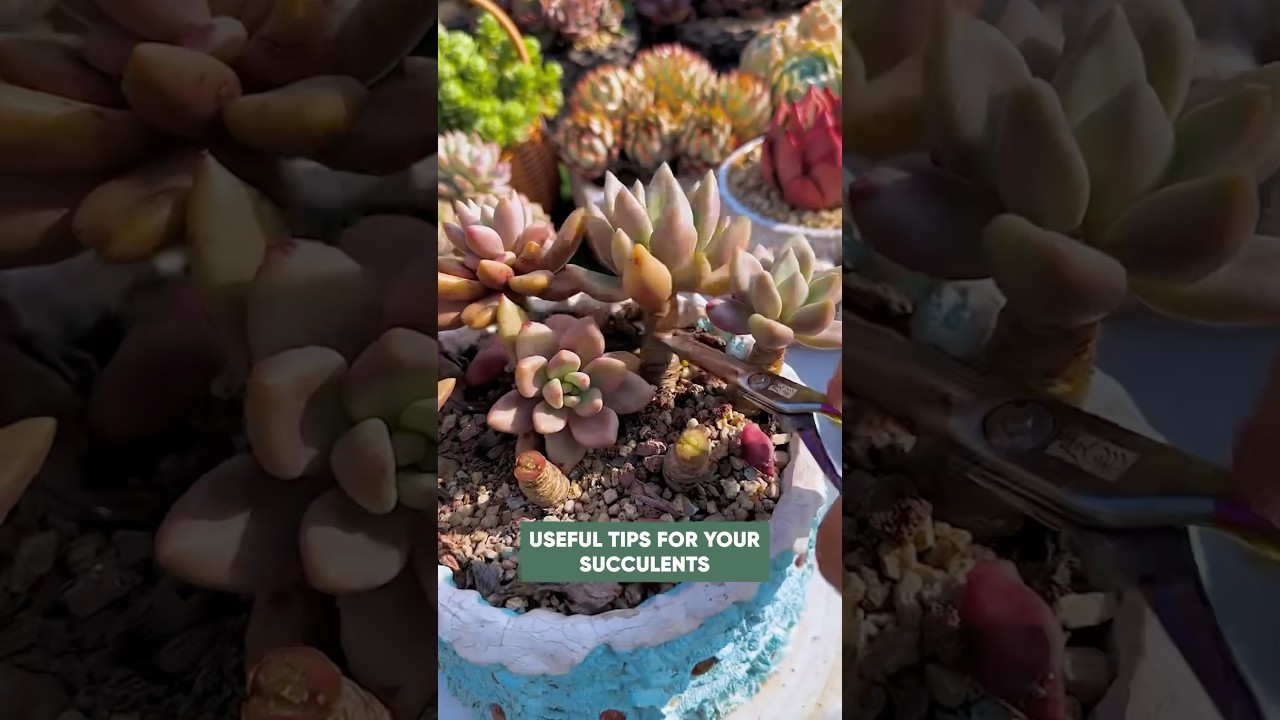 How to fix a leggy succulent: a beginner&rsquo;s guide to beheading and propagation 🪴 #shorts