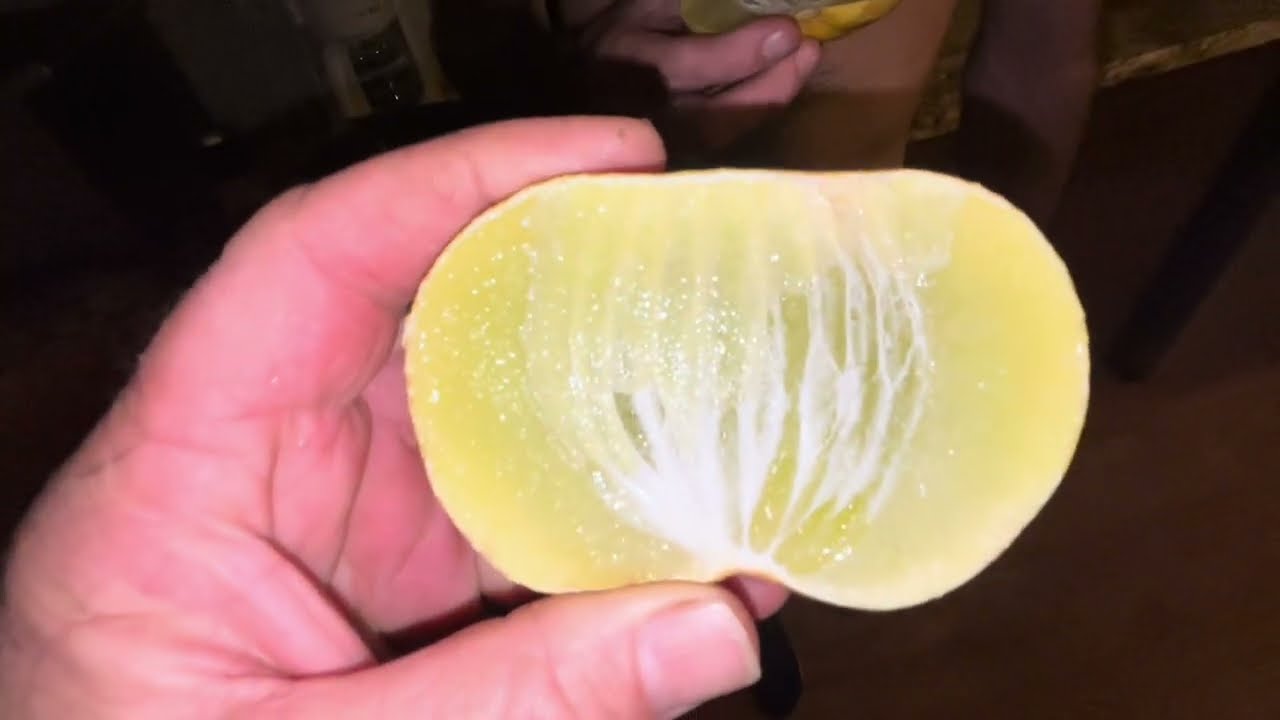 A Duploid Lemon & Making Citrus Wine