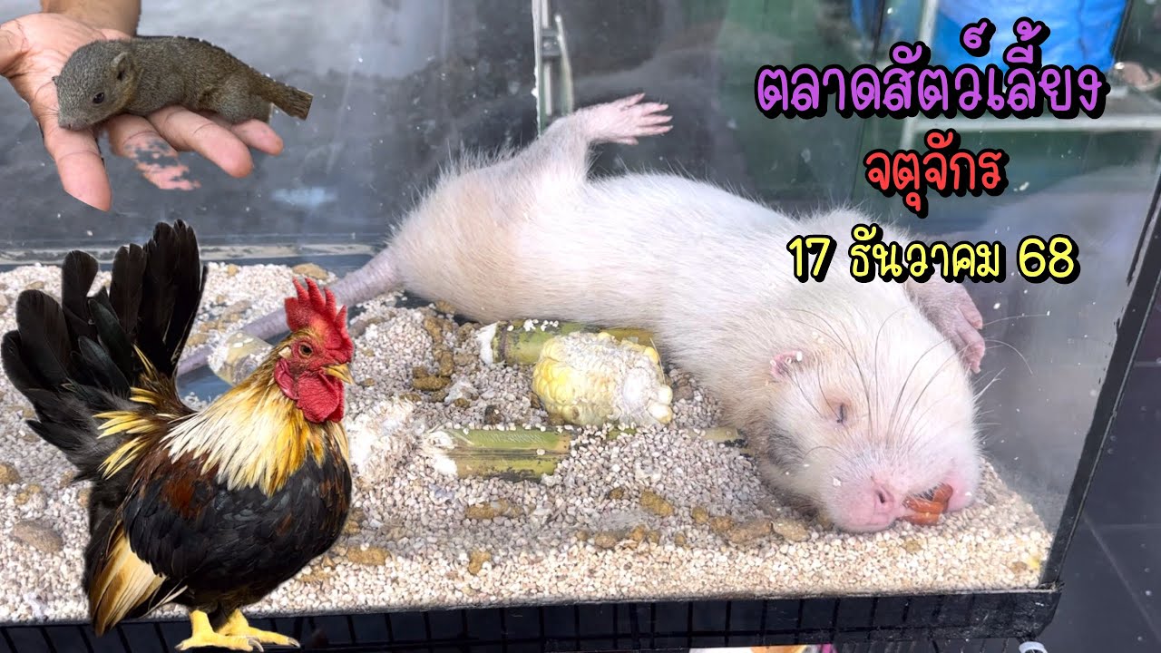 Zing’s Day l ตะลุยสัตว์เลี้ยงจตุจักร 17 ธันวาคม 68 (Ep.335)