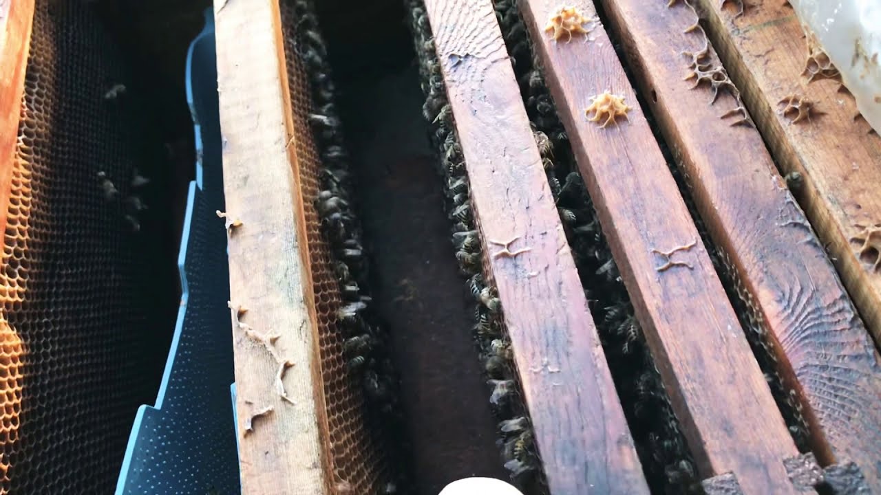 فحص خليه وترتيب الملكه لعش الحضنه شهر يناير
