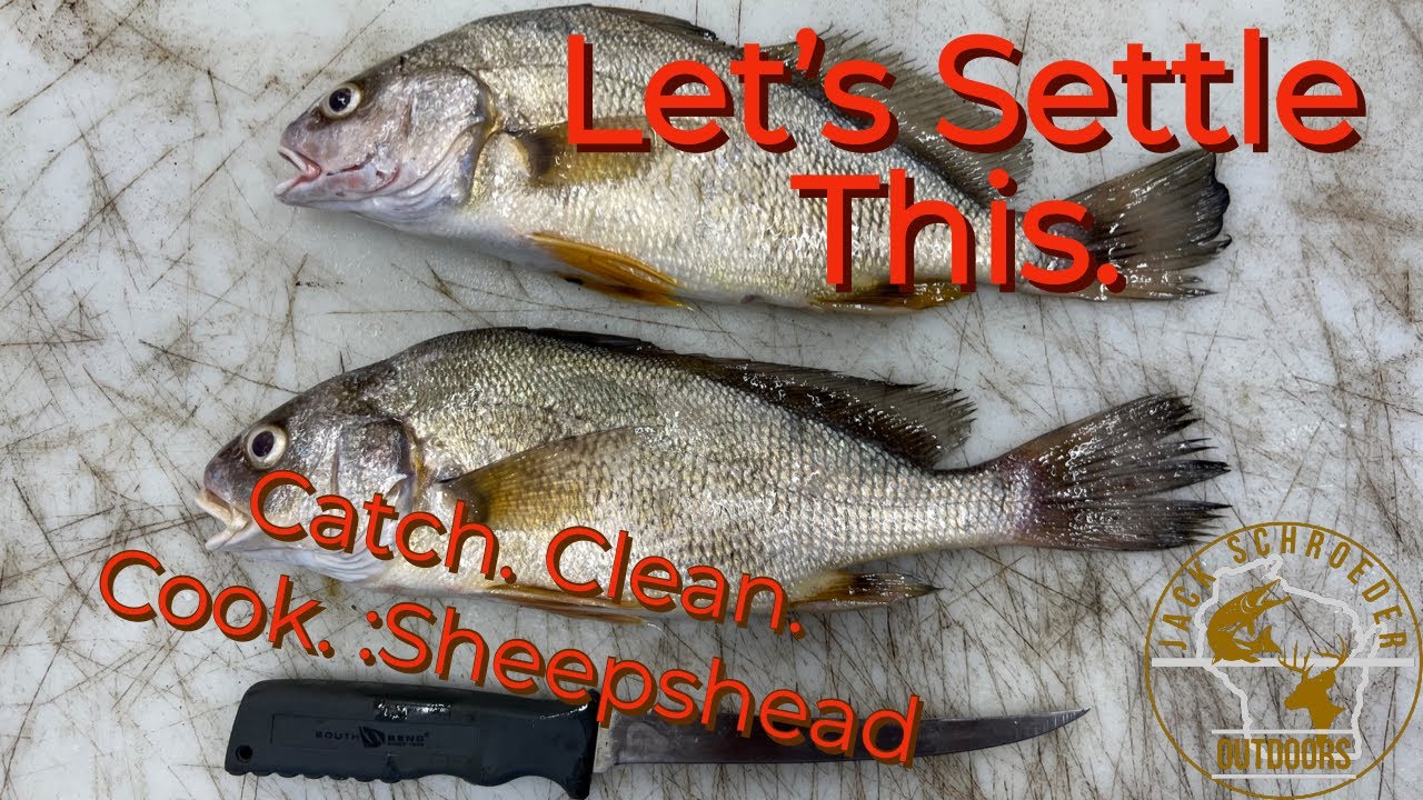 Catch Clean and Cook:Sheepshead