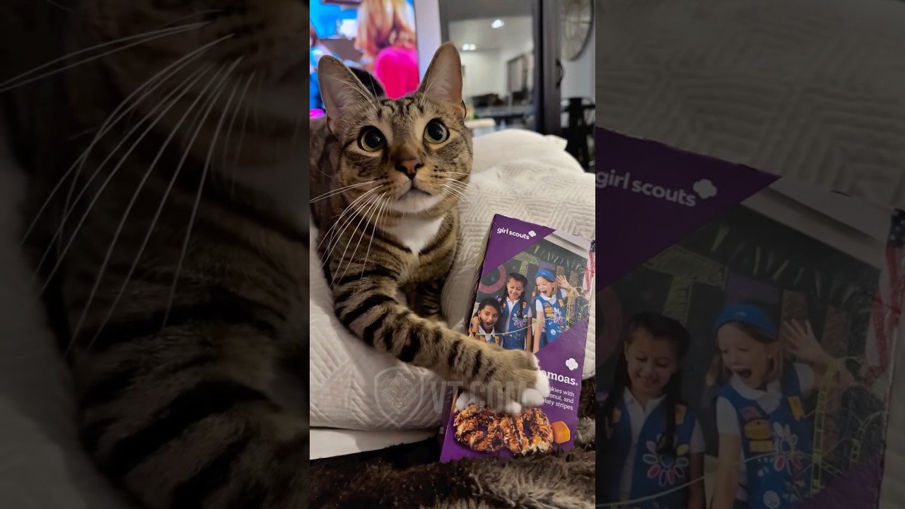 Sassy Cat Demands Girl Scout Cookies 🍪😼
