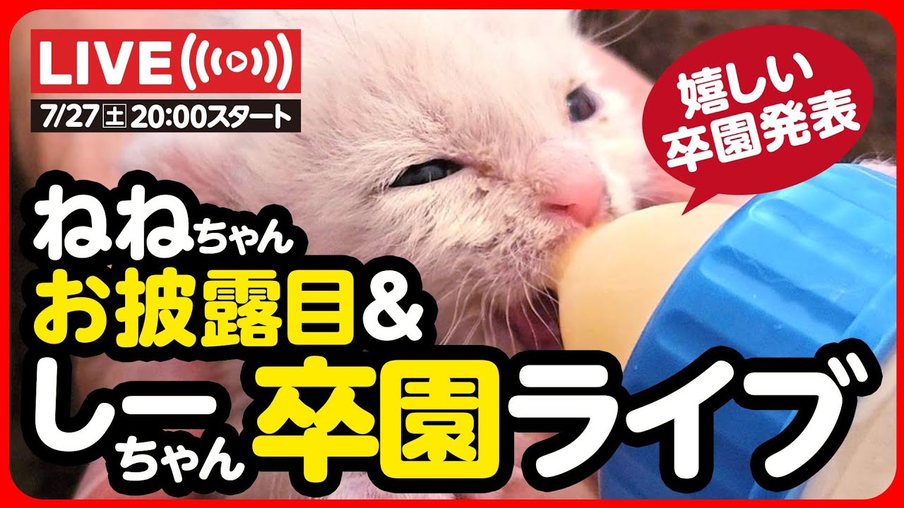 🔴【ライブ記録】ねねちゃんお披露目&しーちゃん卒園おめでとうライブ💐