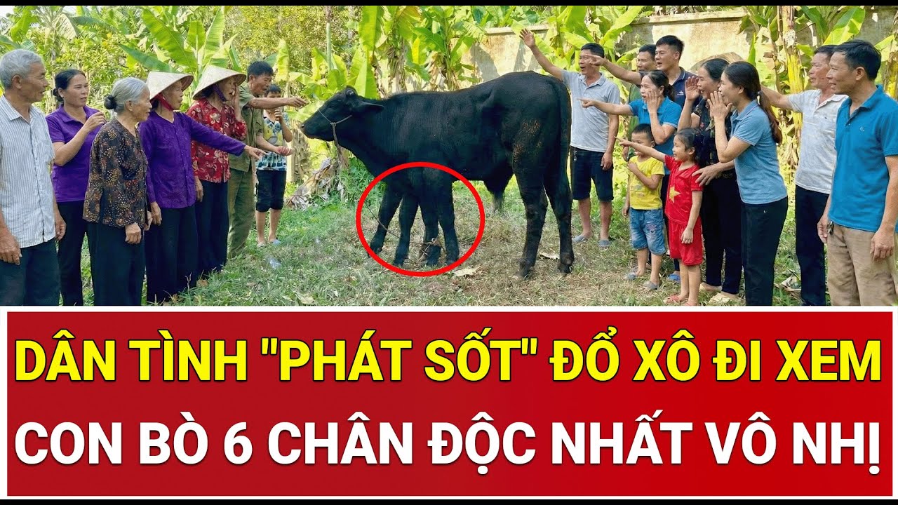 Dân tình 