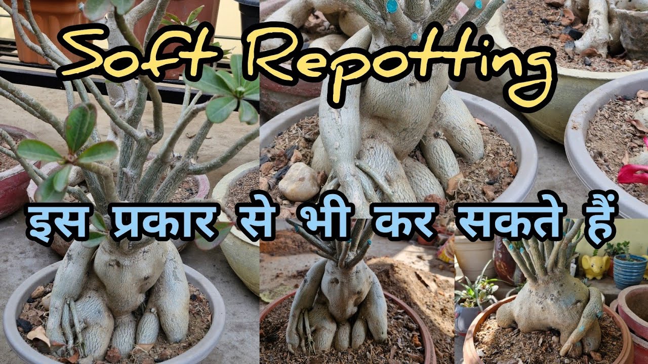 क्या आप भी अपने अडेनियम की Repotting नहीं किए हैं और Coudexभी Check करना चाहते हैं तो ये Videoदेखें 