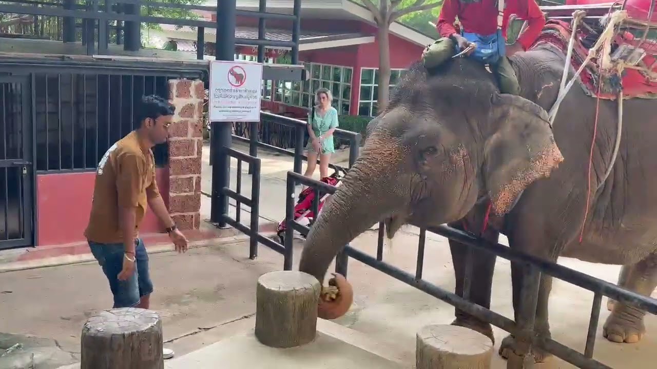 Thai elephant