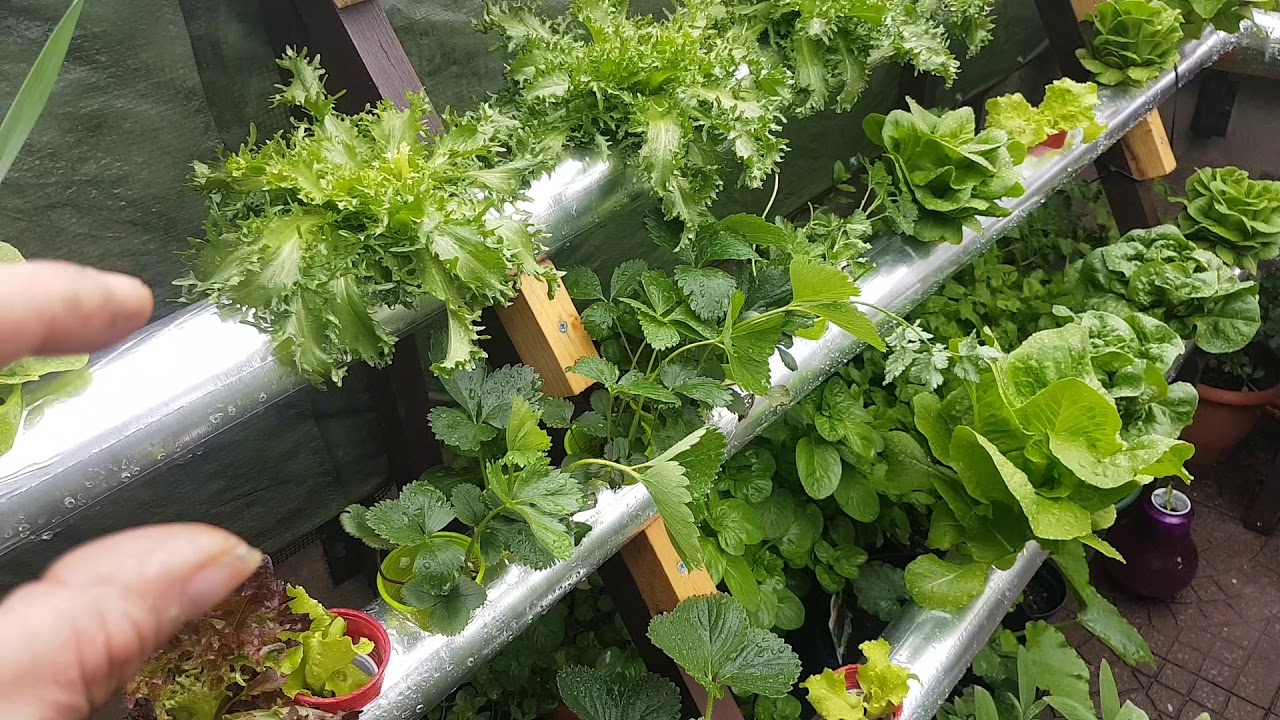 Guido da Como - impianto NFT e vasche Kratky in terrazzo