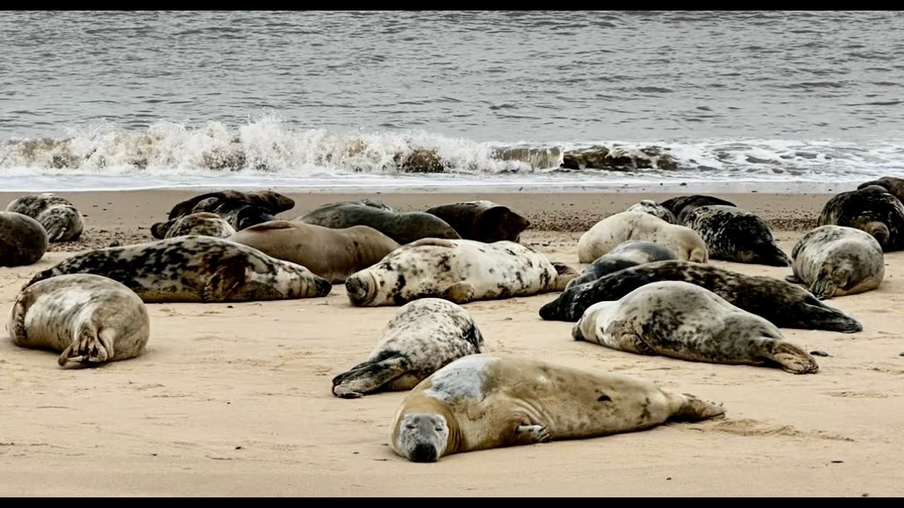 Seeing Seals at Horsey Gap 🦭 Family Adventure