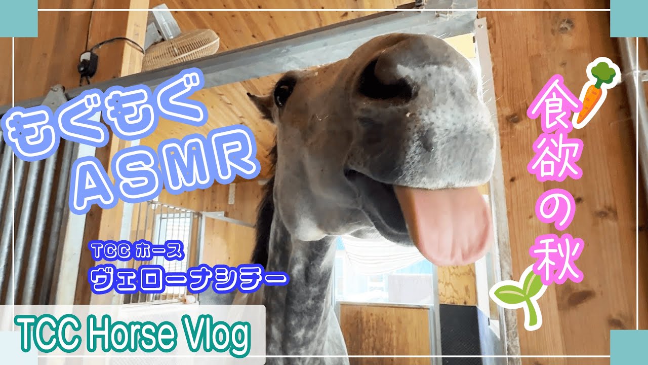 食欲の秋🍂 ASMR🐴👂もぐもぐタイムに密着👀✨｜TCCホースVlog