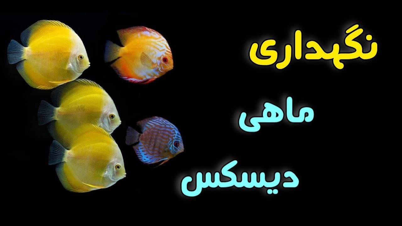 نگهداری از ماهی دیسکس ، یکی از زیباترین ماهی های آب شیرین😍