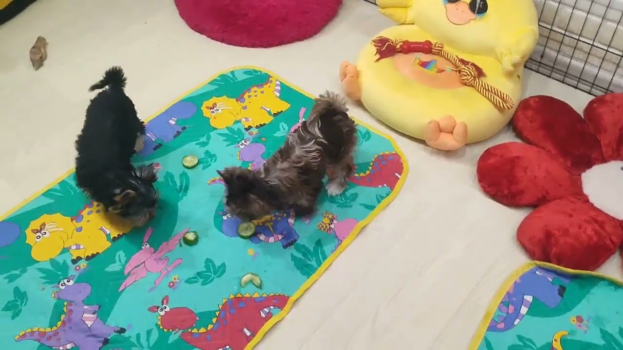 Вечерний перекус 😀 в Царстве хвостиков 🤗🐾 Продажа щеночков доставка по миру+79788972514