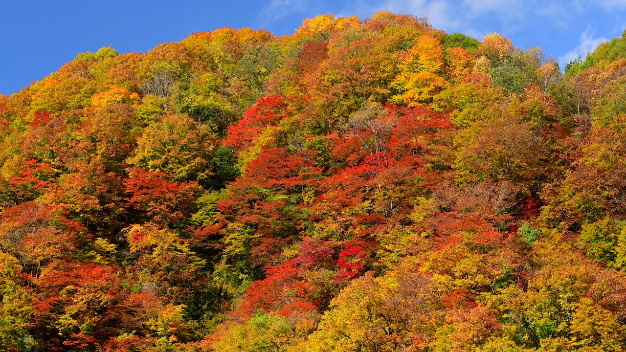 紅葉に染まる奥裾花渓谷・4K
