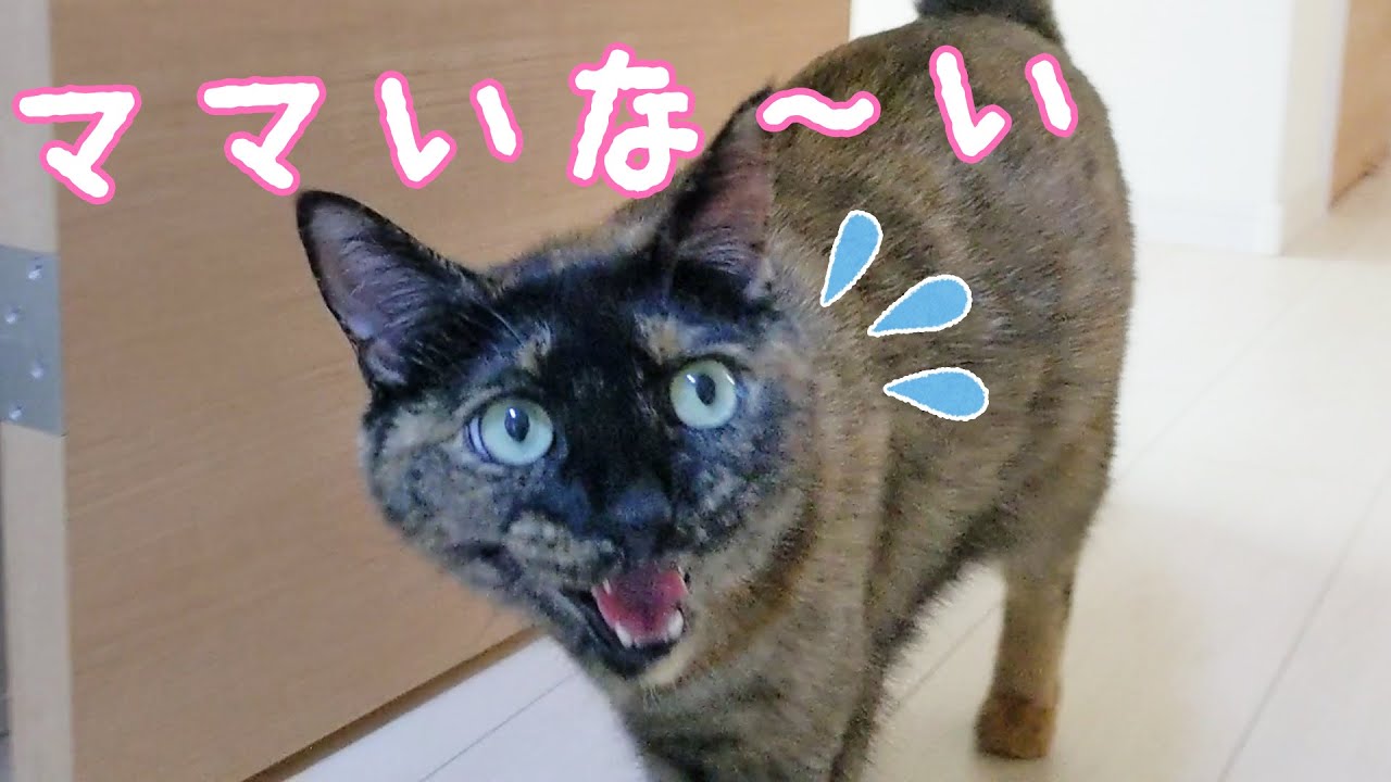 久々にサビ猫モモちゃんとかくれんぼした結果…！