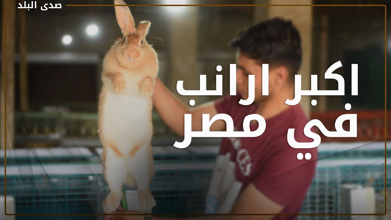 بتولد زي الأنسان ومش بتموت من الحسد .. مربي أكبر ارانب في مصر يكشف عالمهم المثير