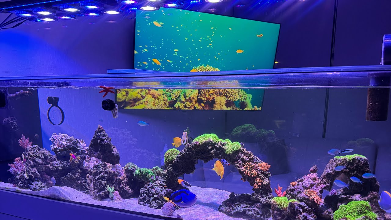 Acuario Marino (Tips - Alimentación - Equipo )