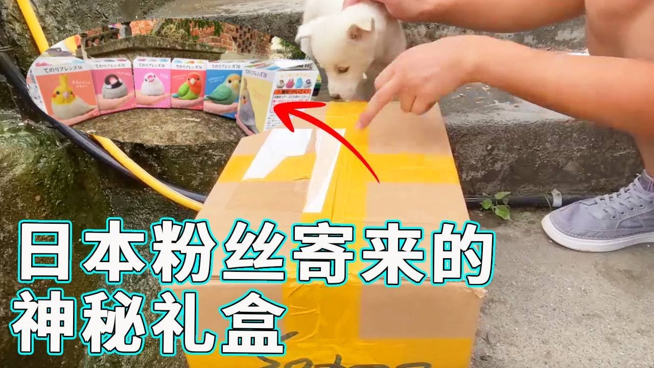 今天收到一个日本粉丝寄来的神秘礼盒，快里一起看看究竟是什么吧，看形状是蛋壳，不会是传说中的奥特蛋吧！！【天下一场梦】