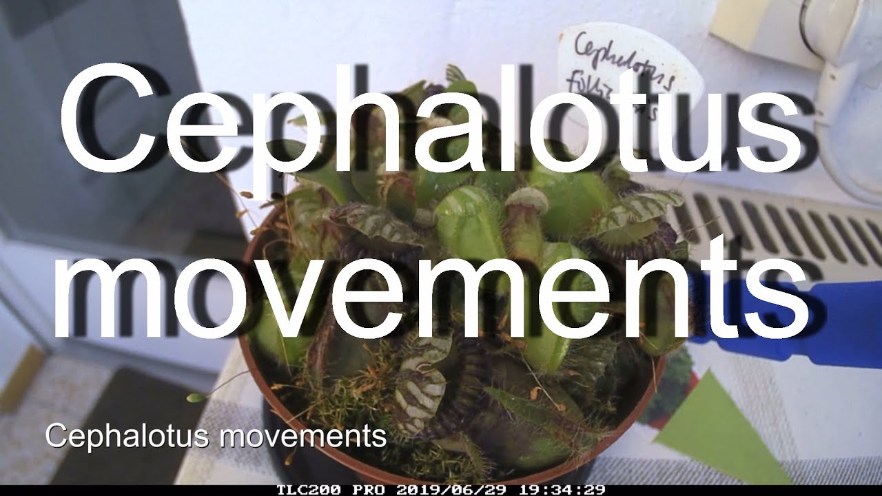 Cephalotus follicularis movements timelapse (albany pitcher plant)/Zwergkrug Zeitraffer