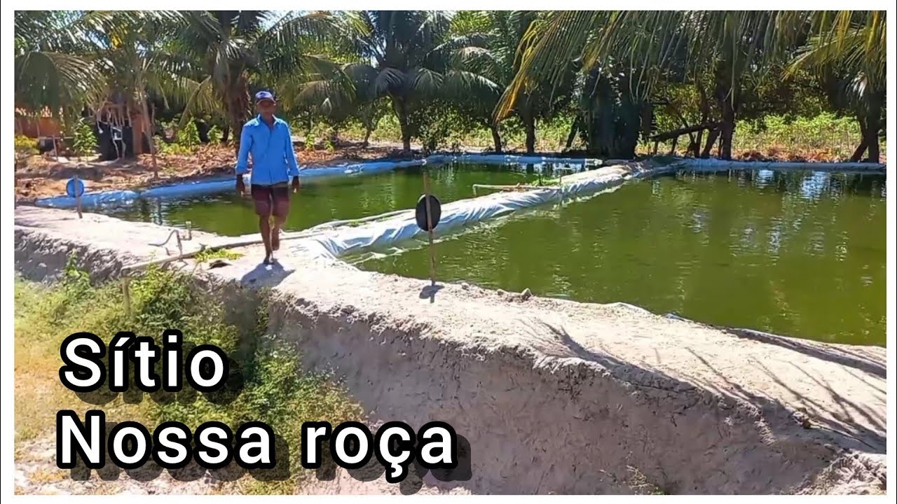 CONHEÇA O SÍTIO NOSSA ROÇA NO SERTÃO PIAUIENSE, SEU JOÃO CULTIVA DE TUDO. ASSENTAMENTO PARNAÍBA.