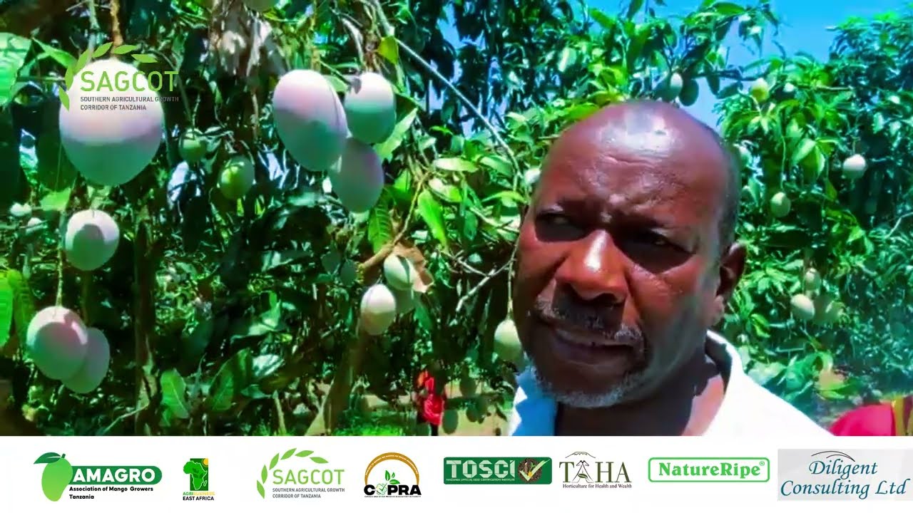 Utajiri Uliojificha - Zao la Embe Ndio Habari Mpya Katika Sekta ya Kilimo!