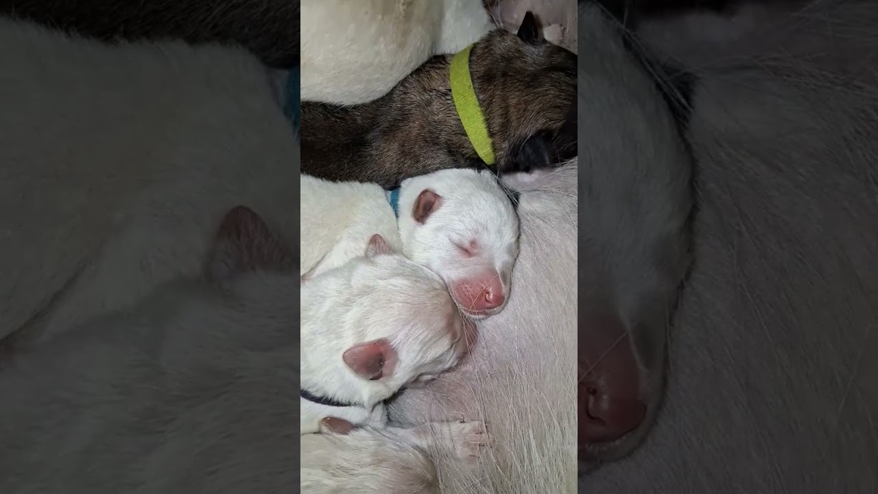 Puppies have been color coded