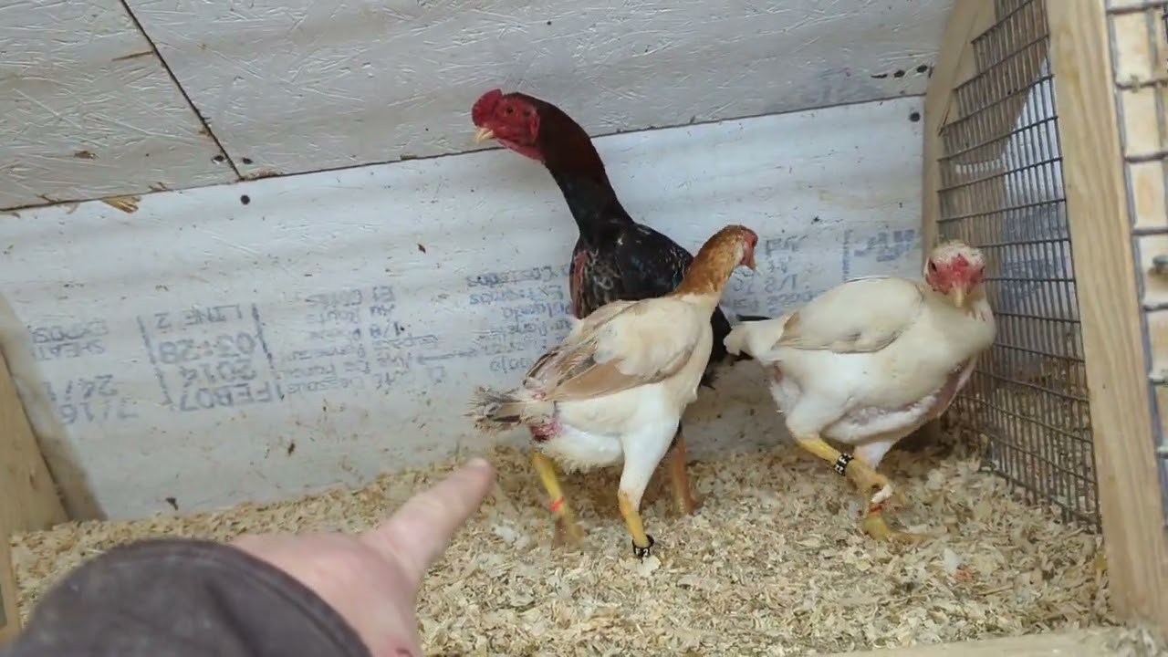 2023 ko shamo breeding groups