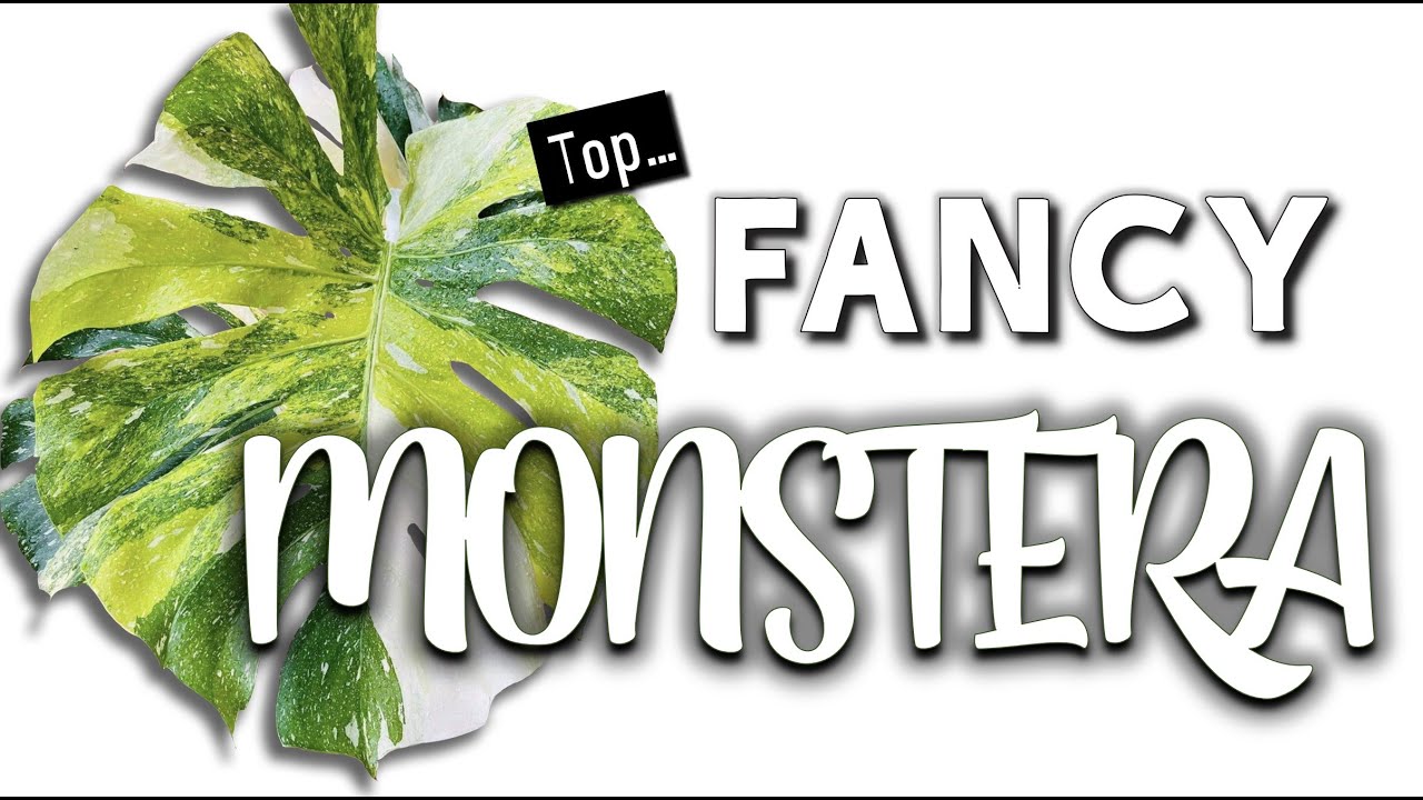 Fancy Monstera | Top Rarest & Most Expensive Monstera Deliciosa Types