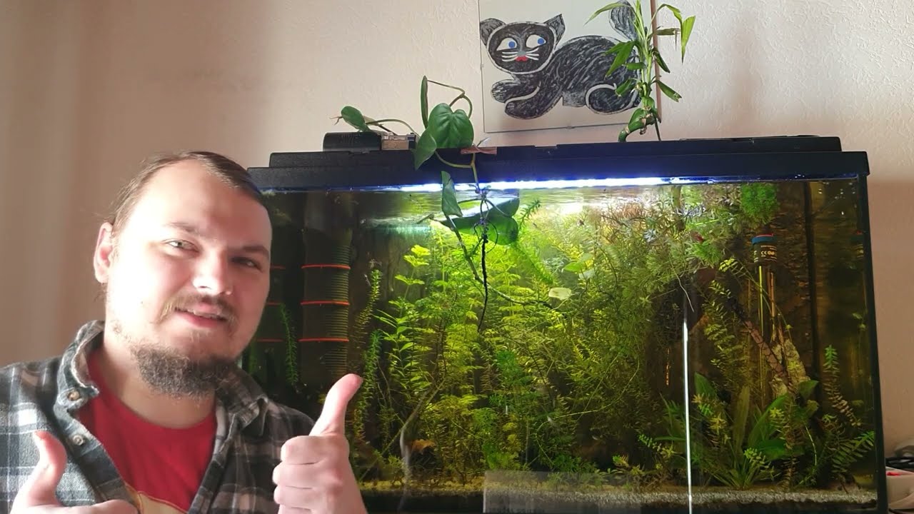 Was tun bei zu viel Guppy Nachwuchs? Baby Guppys im Aquarium