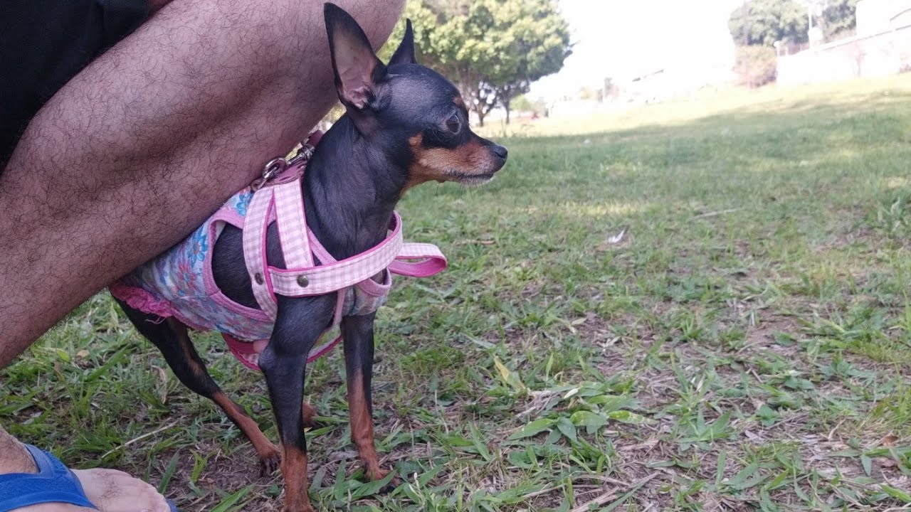 Levei a Tiffany no parque. Pinscher Tifanny