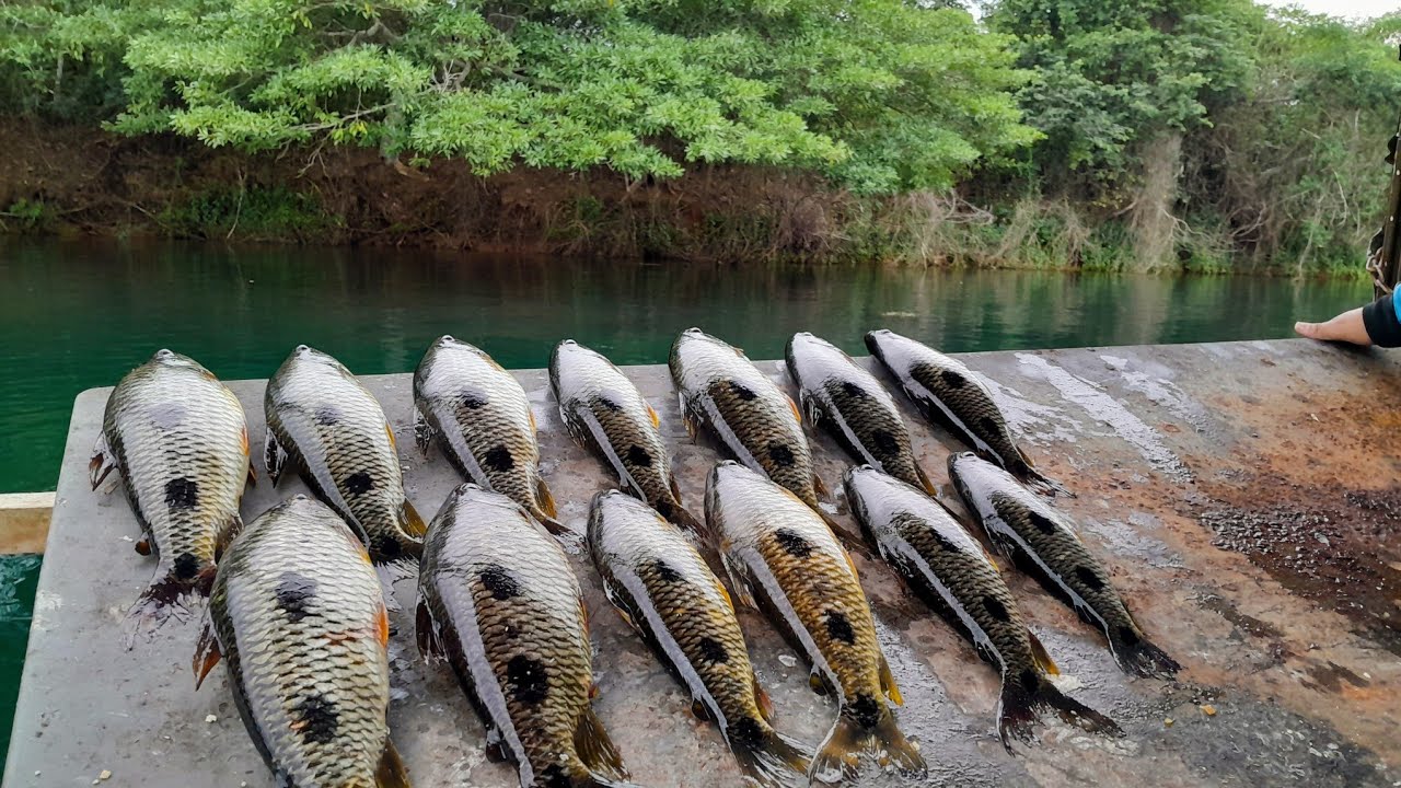 Pescaria de Piau dia Perfeito para Pescar, Descobrimos nova técnica para pescar estes Peixes!