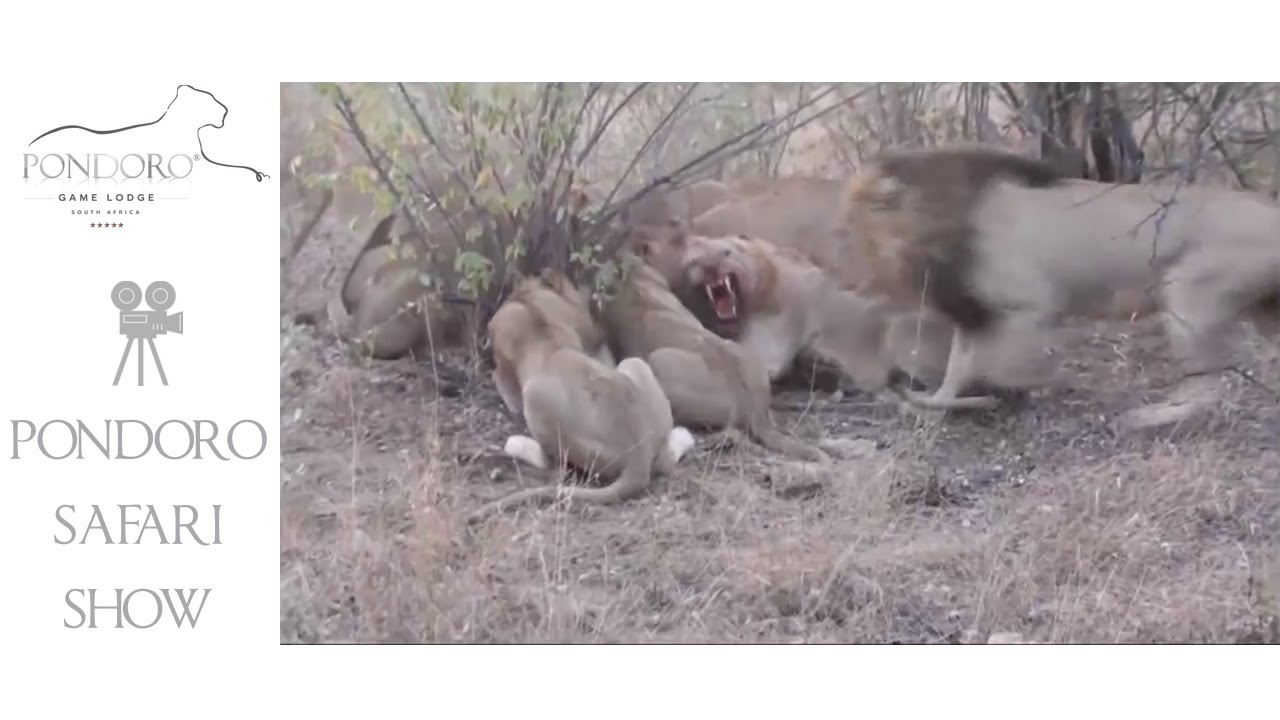 Lions killing a waterbuck at Pondoro Lodge in Kruger Park