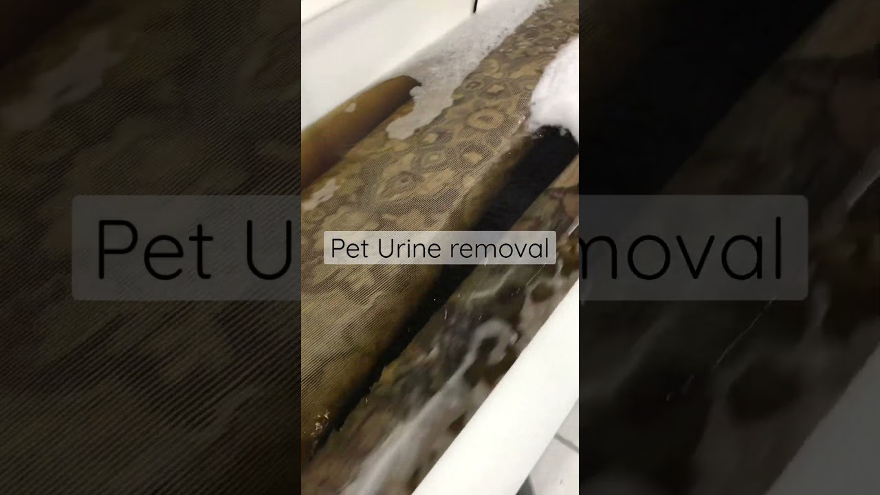 Rug soak for urine odor removal