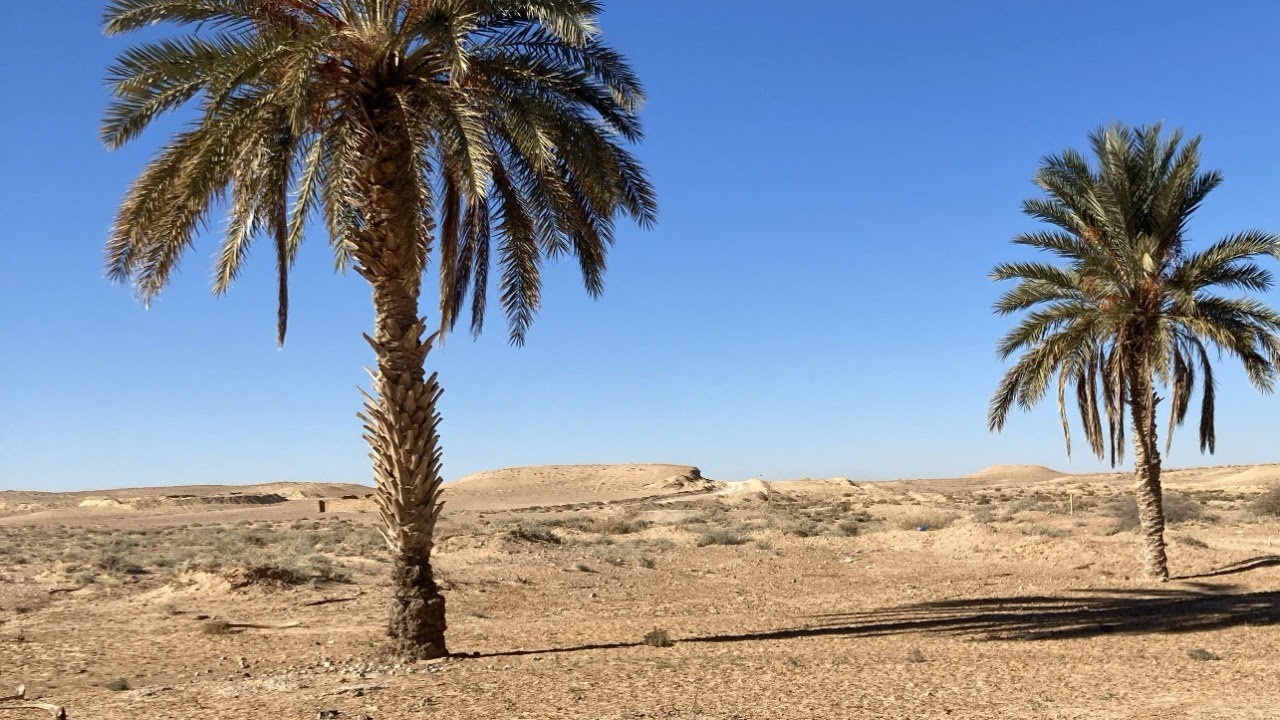 Safari à Ouled Djellal – Au Cœur du Désert Algérien   Voyage d’une Femme Libre 🇩🇿✨