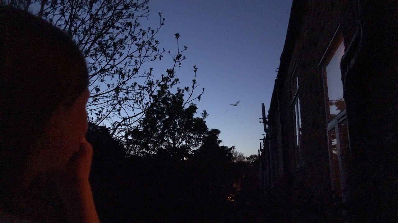 Bat flying over our garden!! - Common  pipistrelle (Pipistrellus pipistrellus) London