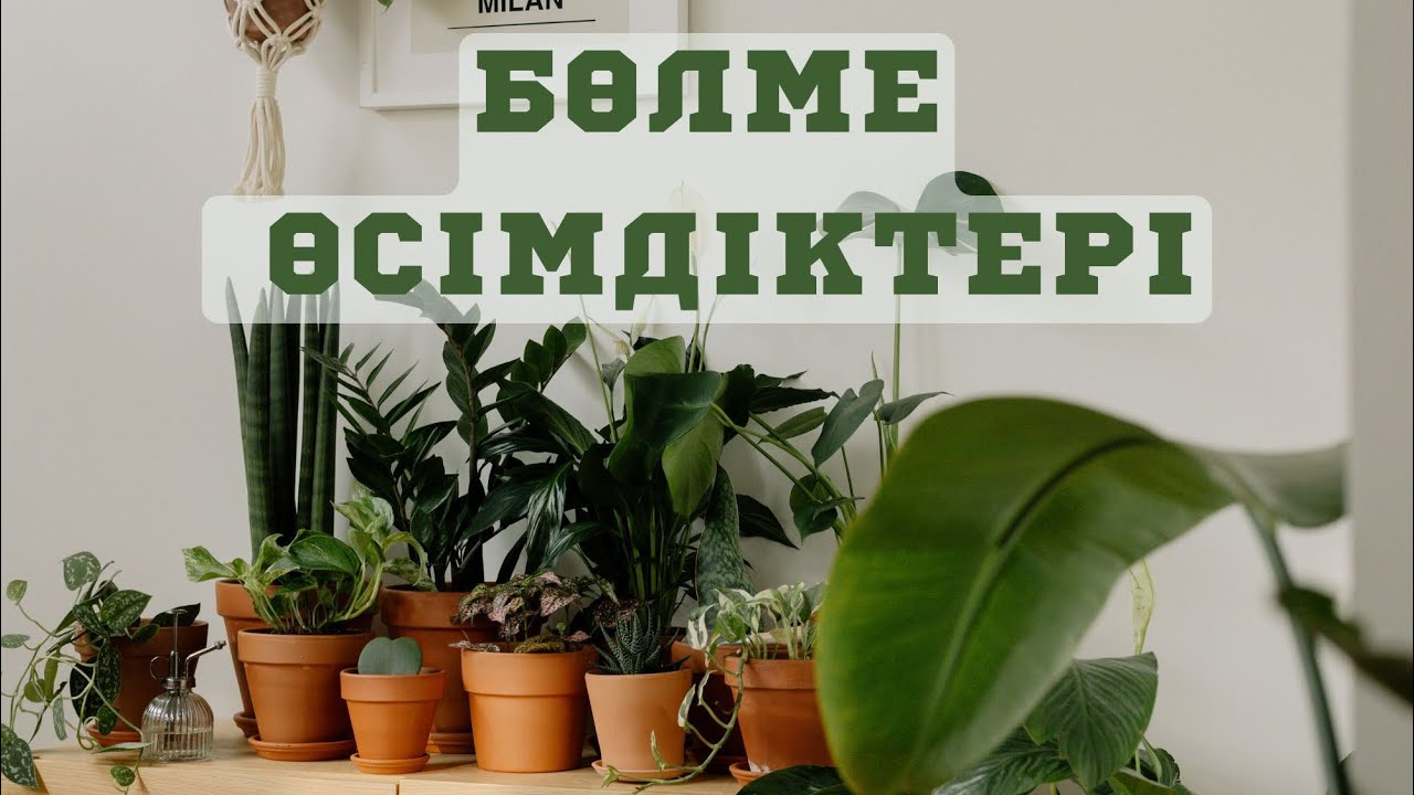 Бөлме өсімдіктері / Үйдегі өсімдіктер туралы не білеміз? / Бөлме гүлдері және олардың пайдасы 